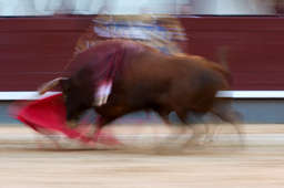 At the Las Ventas stadium in Madrid, the Spanish bullfighter Miguel Tendero dealt with a bull from the Alcurrucen farm